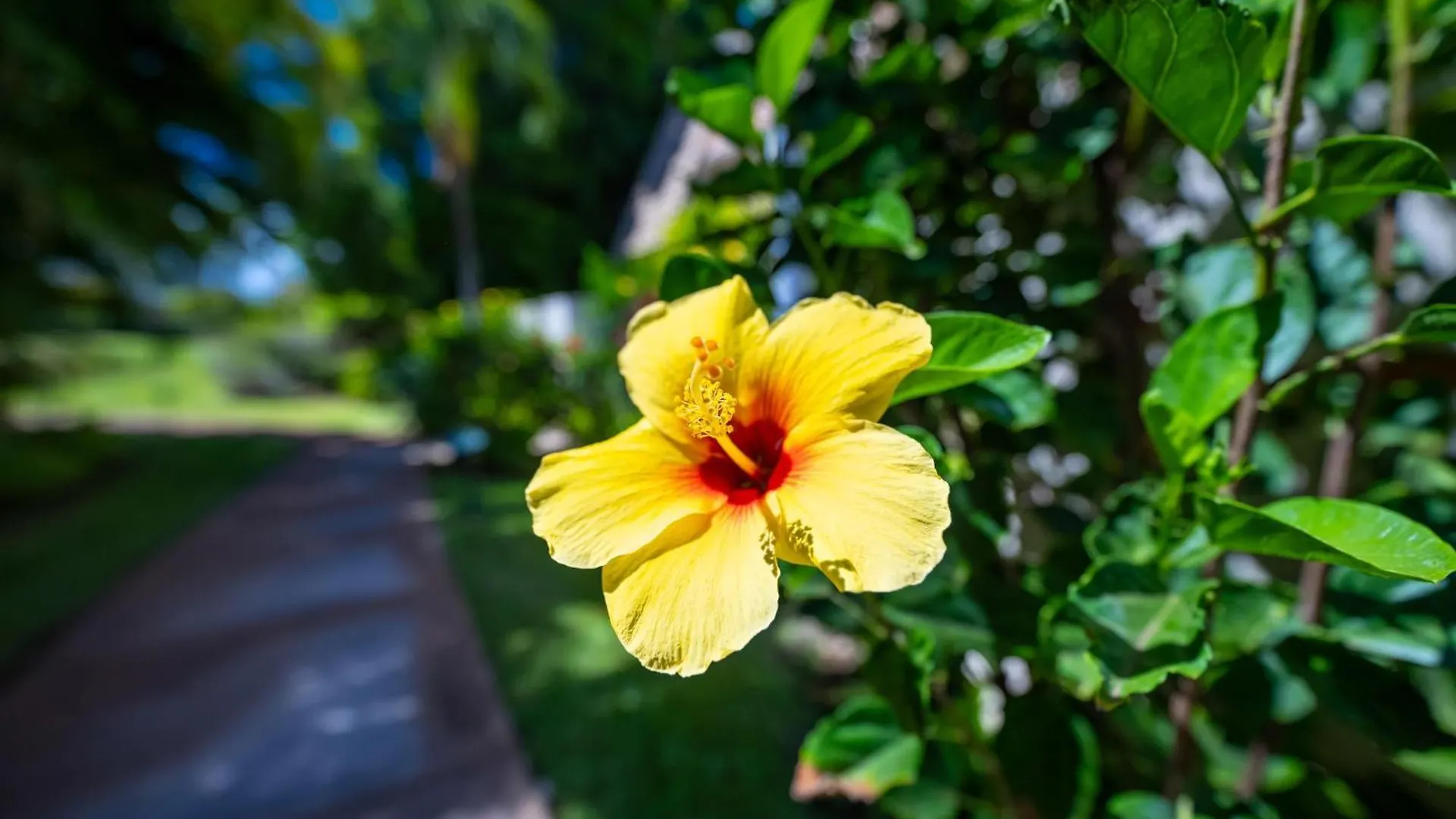 Hébergement de vacances Villa Maui Kamaole A110 à Wailea